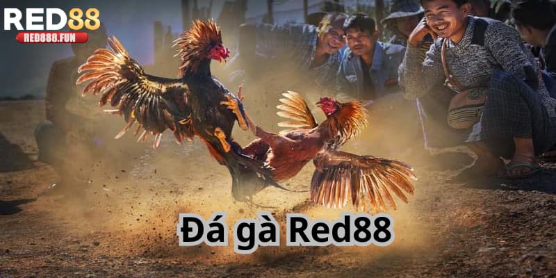 Giới thiệu tổng quan về đá gà Red88