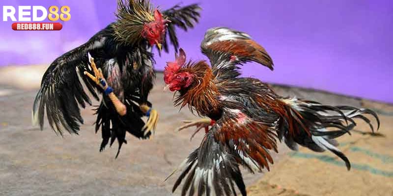 Nghiên cứu trước về bảng thành tích chiến kê